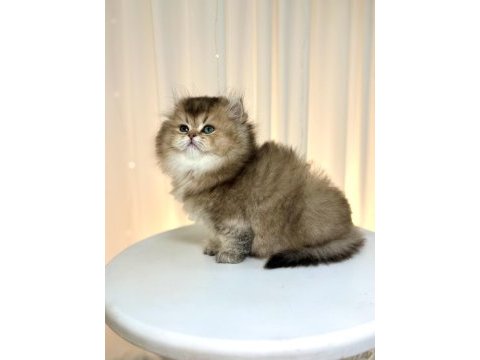 Show class ny25 british longhair prenses