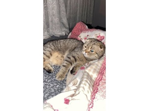 Scottish fold