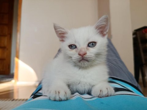 13 haziran doğumlu erkek bluepoint yavrumuz