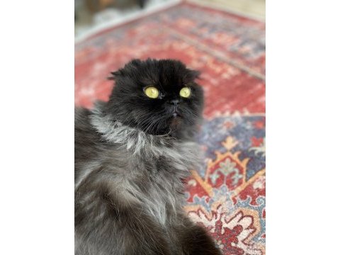 Kedimi ücretsiz sahiplendiriyorum