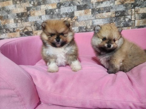 Orjinal birbirinden güzel pomeranian yavrularımız