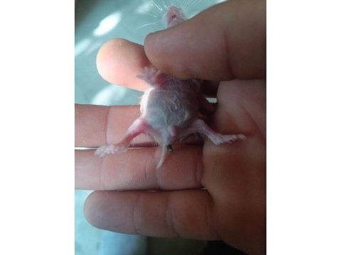 Satılık 1 aylık hamster yavruları