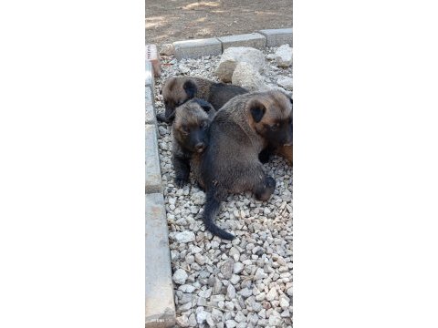Safkan belçika kurdu yavrular – 20 ve 45 günlük