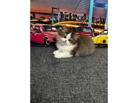 Cinnemon bi color british longhair yavrumuz