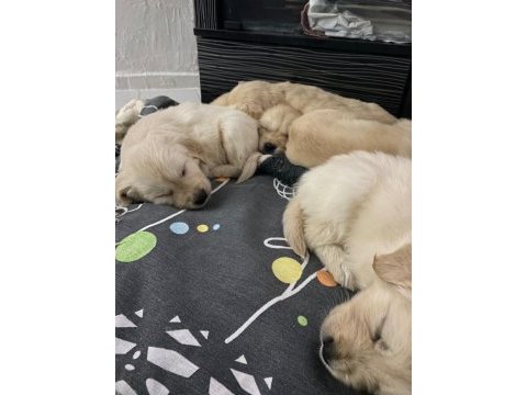 Safkan golden retriever yavruları
