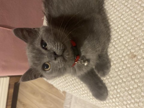 British shorthair yavru