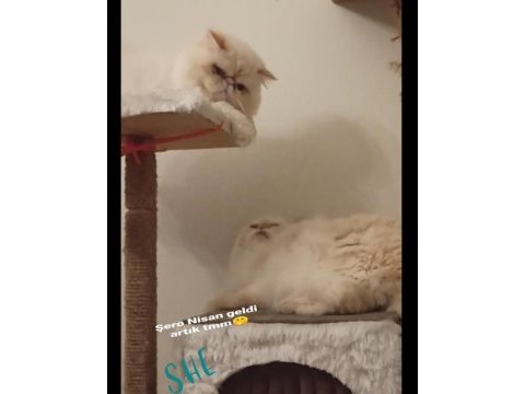 Şero ve lady iran kedisi