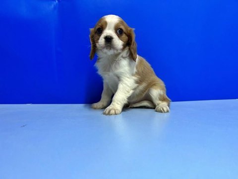 Cavalier king charles yavrusu