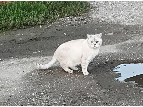 Acil yuva orijinal ayı sürat silver mavi göz kedimiz