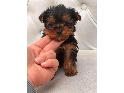 Yorki mini boy erkek 2 aylık