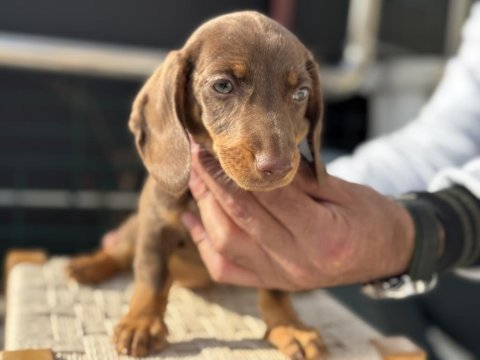 Petmose köpek çiftliğinde ziyarete açık dachshund