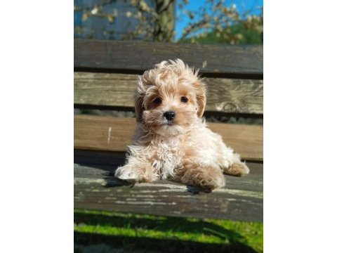 Orjinal kore maltipoo yavrularımız