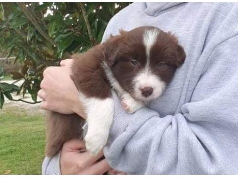 Border collie yavru köpekler