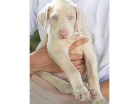 Albino doberman köpeği