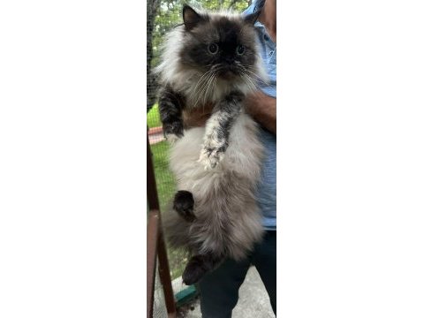 İrandan getirttiğim dişi himalayan 2.5 yaşında
