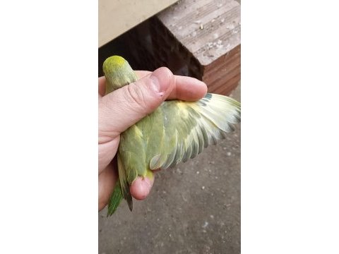Forpus papağanı yavruları
