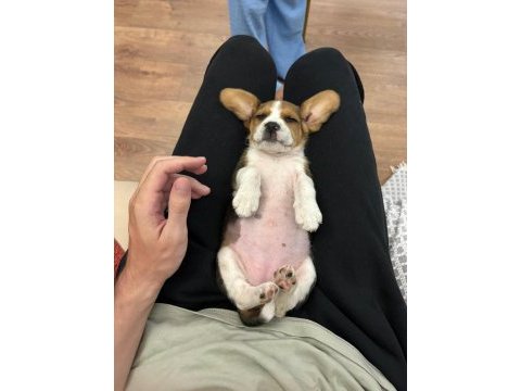 Beagle yavrumuz