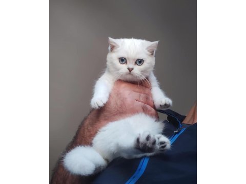 British shorthair yavruları