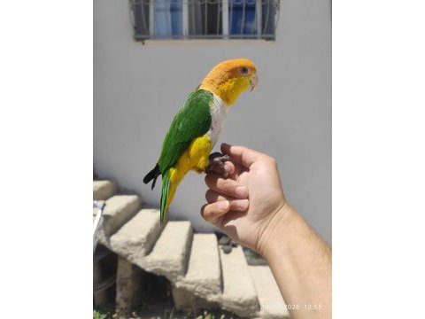 Full evcil portakal kafa caique