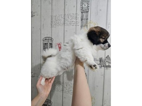 Fino - pomeranian kırması yavrular