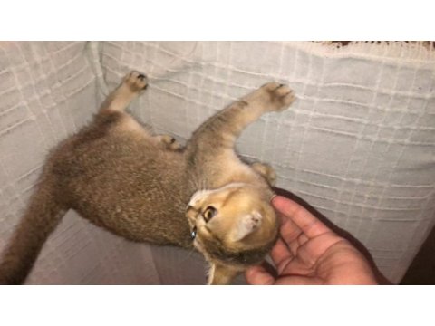 Gold yavrumuz teslime hazır british shorthair