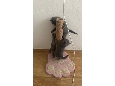 28.03.2025 doğumlu british shorthair yavrularımız