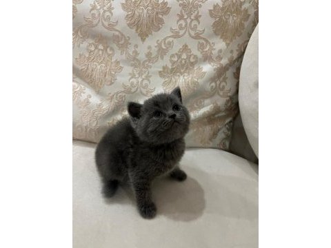 Yavru british shorthair kedimizi sahiplendirme