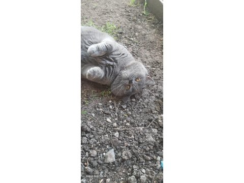 Kedimiz misi 2 yaşında