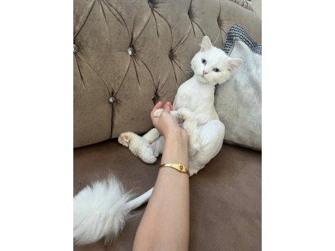 Ankara kedisi sahiplendirme