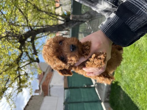 Toy poodle yavrumuz