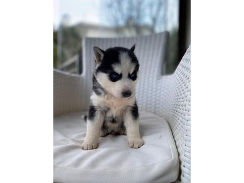 Orijinal veteriner kontrollü husky yavrularım