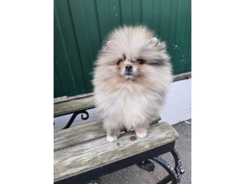 Pomeranian boo micro erkek full şecereli