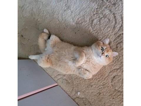 Golden erkek bsh by12 british shorthair