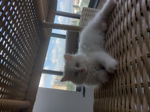 2 aylık iran kedisi