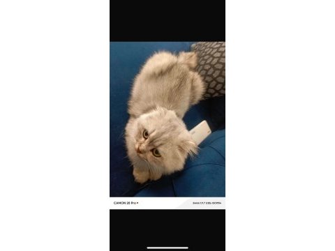 Damızlık scottish fold kedisi