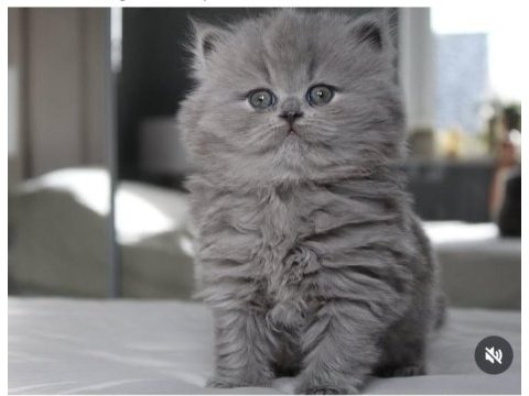 İpek kürk gri british longhair