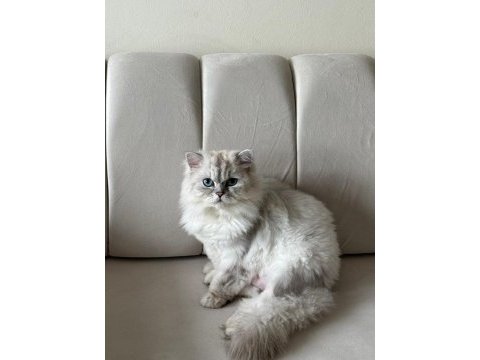 Ücretsiz sahiplendirme chinchilla kedisi