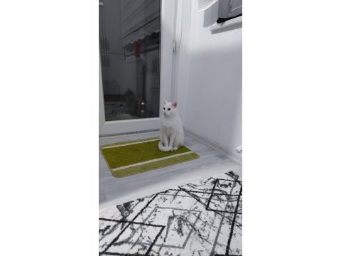 2 yaşında kısır ankara kedisi