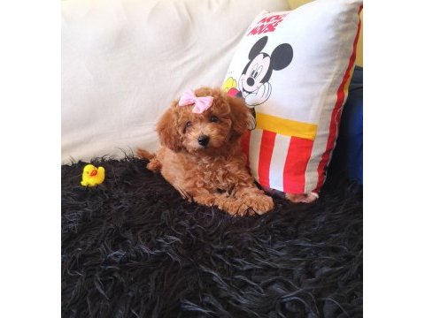 Sevimli poodle kız