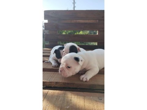 Pamuk gibi beyaz french bulldog yavrularımız