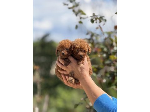 Aşılı çiş eğitimli teacup toy poodle 