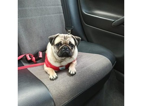 3 yaşında pug kızım yeni sahibi arıyor