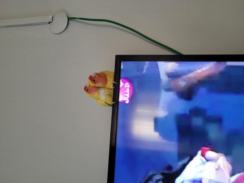 Satılık damızlık lutino sevda papağanı çifti