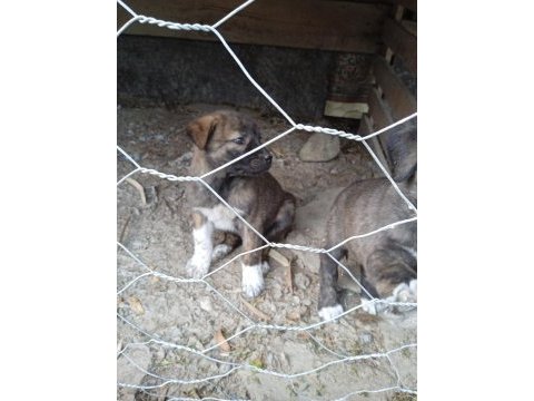 A kalite köpekleri beslemek isteyenler buyursun