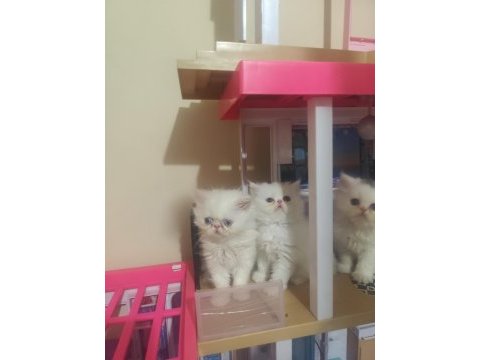 2 aylık safkan iran yavrularım yeni yuva arıyor