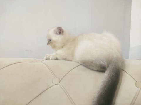 British shorthair 6 aylık