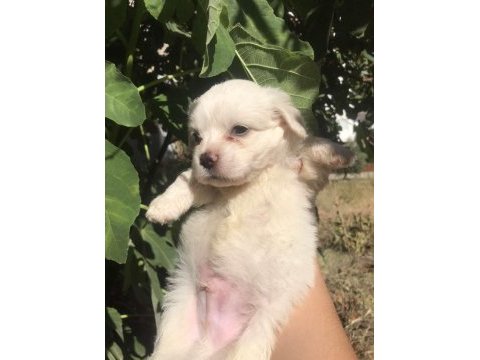 Terrier maltese- albino rus finosu melezleri