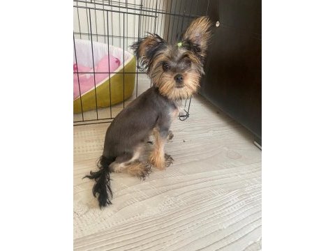 Sevimli ve bal yorkshire terrier oğlumuza yuva arıyoruz