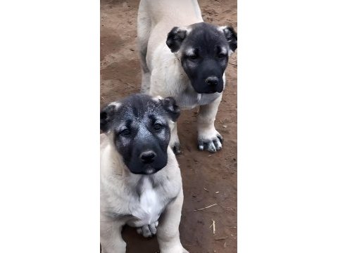 Sivas dev kral kangal çiftliği