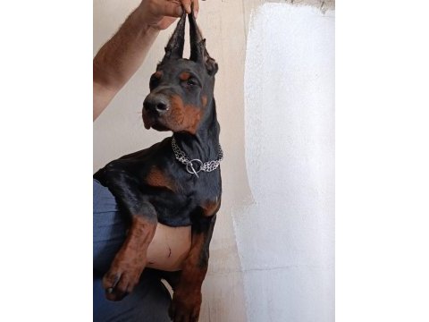 A scr doberman yavruları